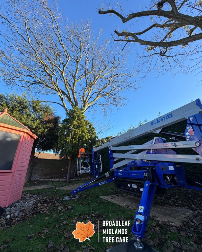 Broadleaf-Midlands-Tree-Care-1