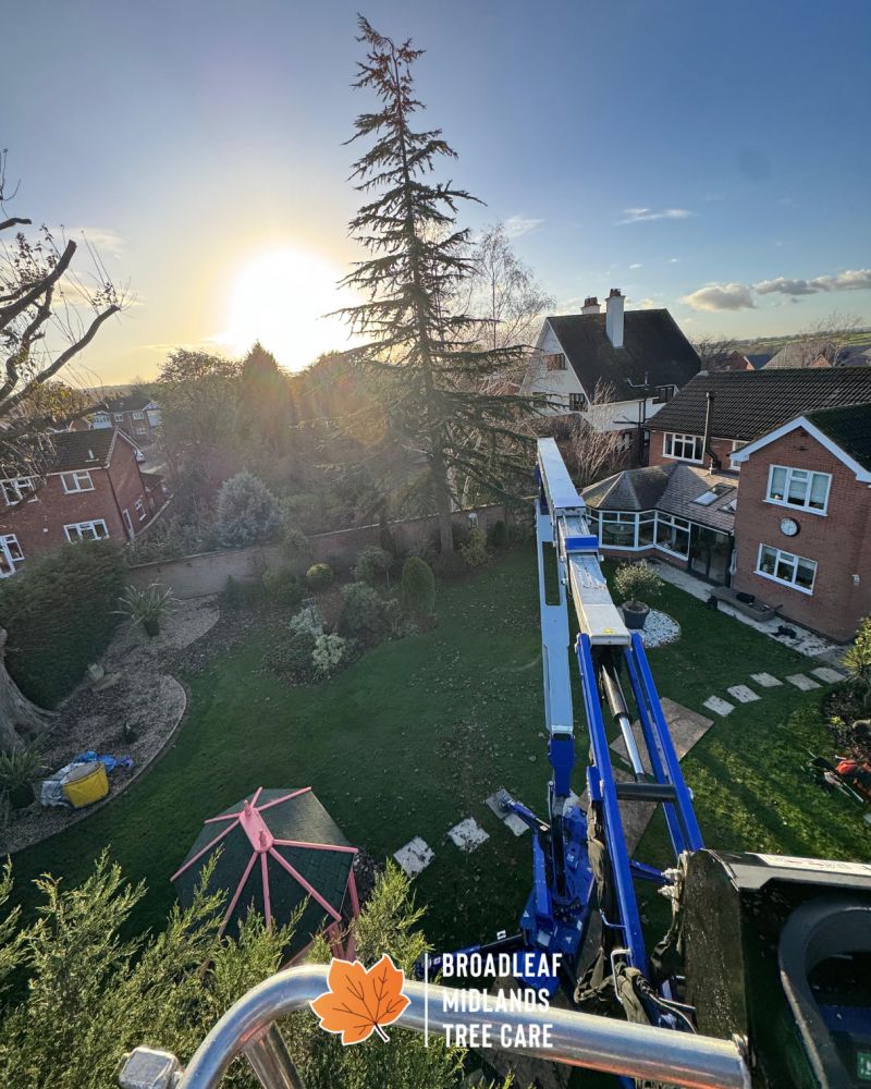 ​Broadleaf Midlands Tree Care - 2